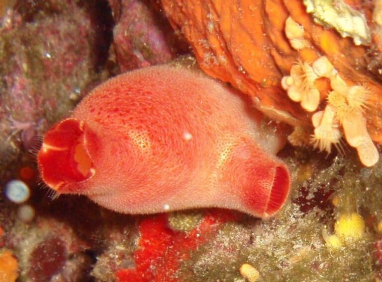 ascidie rouge